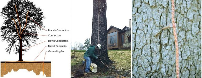 Lightning Protection For Trees Fielder Tree Services 850 656 8737 