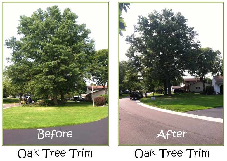 live oak tree care florida