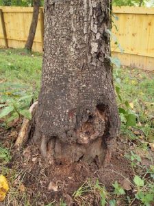 Decaying oak tree