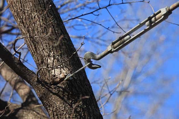 Structural Cabling And Bracing Fielder Tree Service850656 8737 