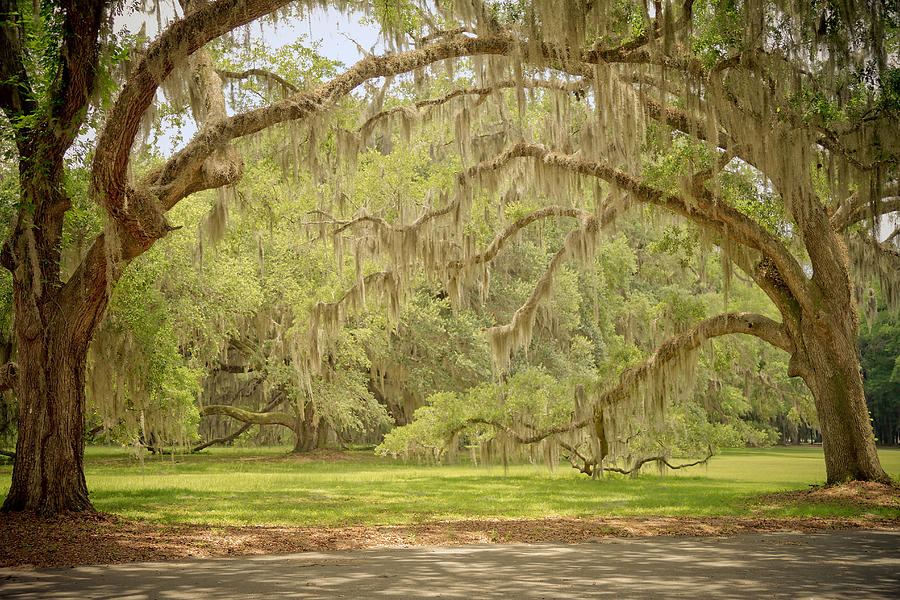 Spanish Moss Information - Is Spanish Moss Removal For You